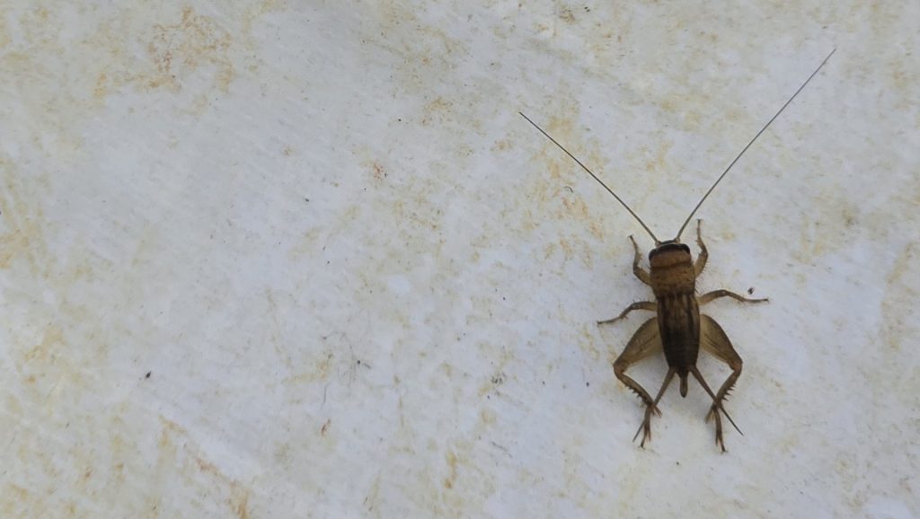 House Cricket (Acheta domesticus)