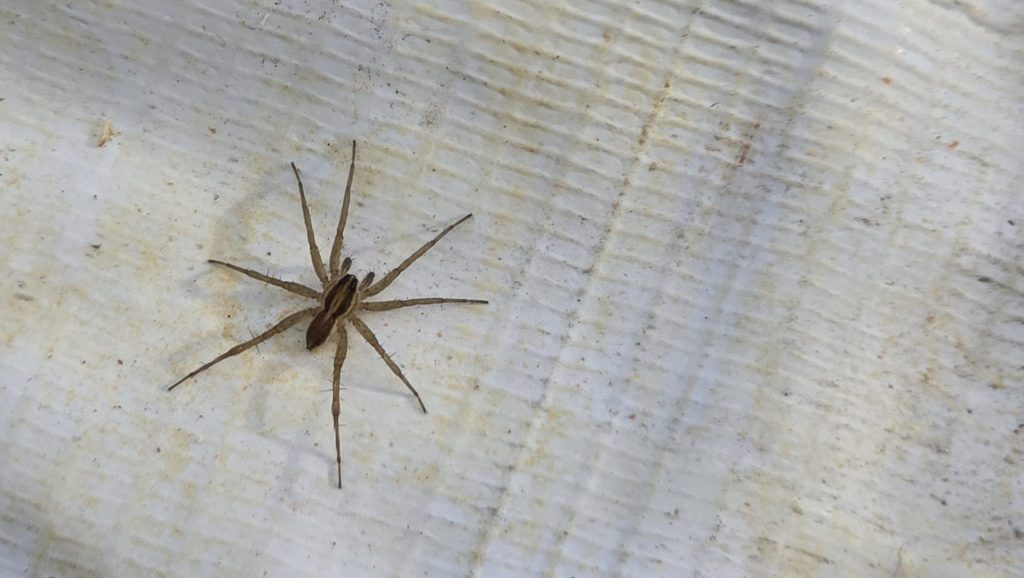 Grass Spider (Agelenopsis sp.)