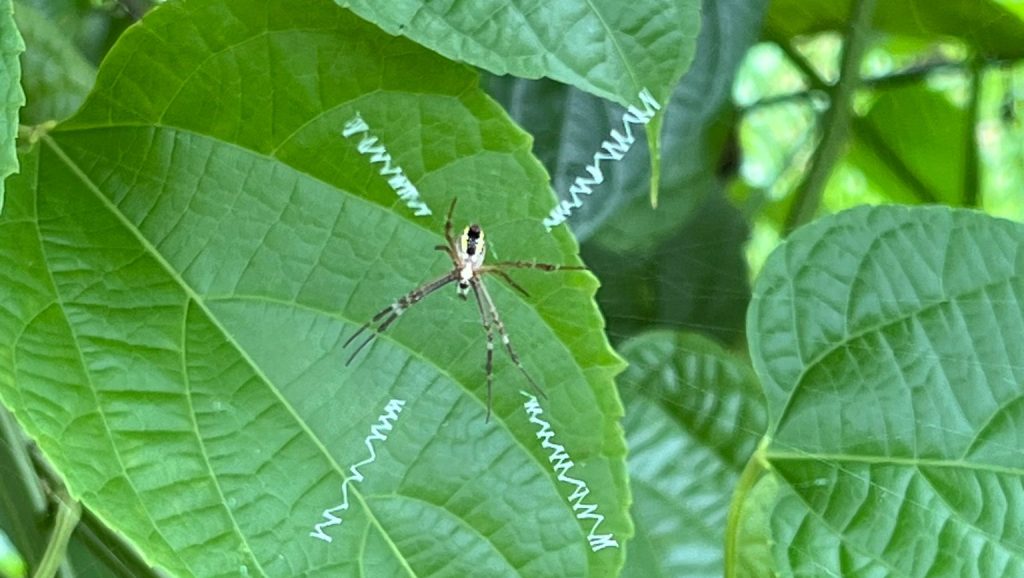 St. Andrew’s Cross Spider (Argiope sp.)