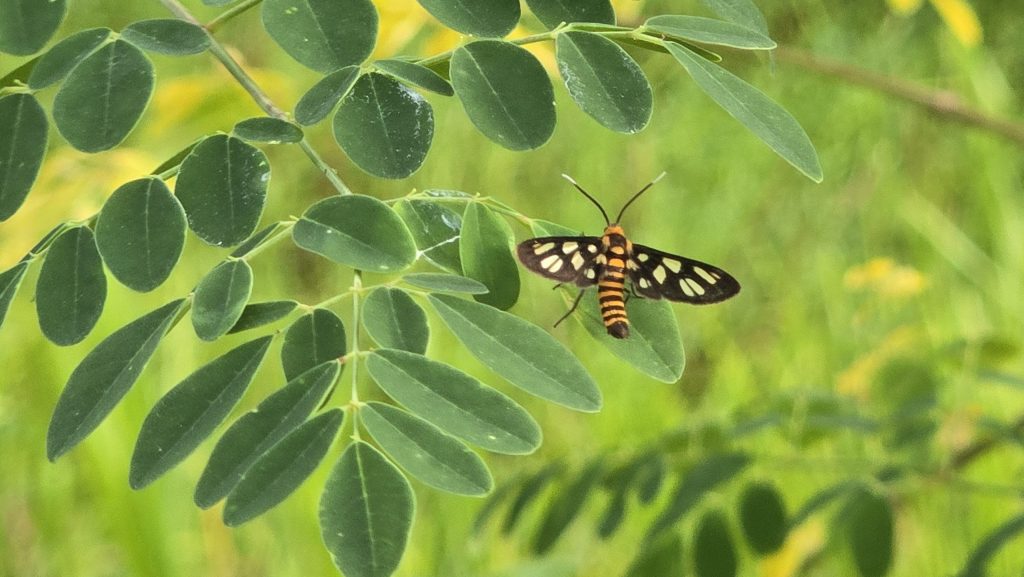 Hübner’s Wasp Moth (Amata huebneri)