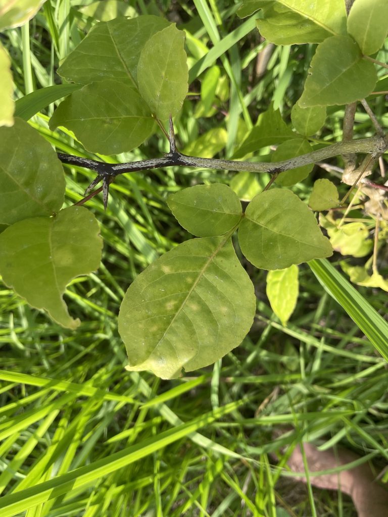 Bael (Aegle marmelos)