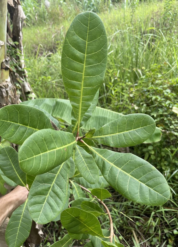 Cashew (Anacardium occidentale)