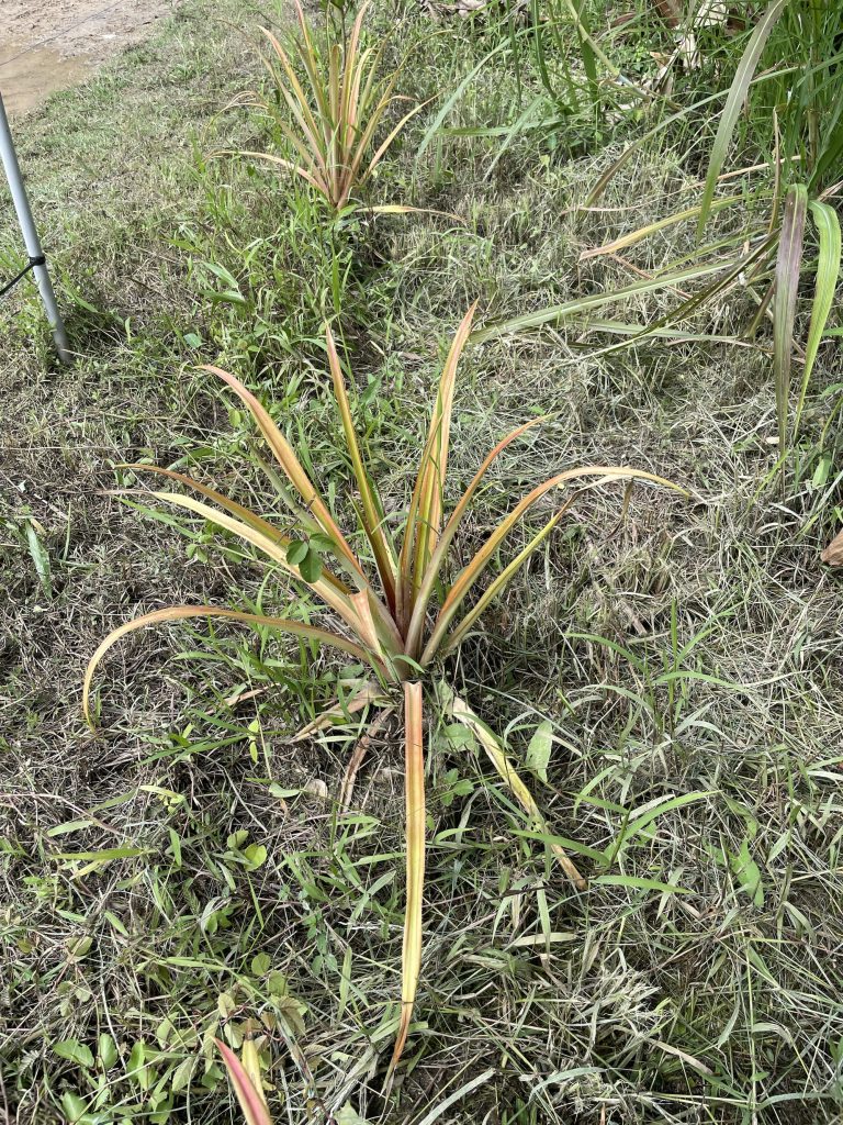 Morris Pineapple (Ananas comosus L. var. comosus cv. Morris)