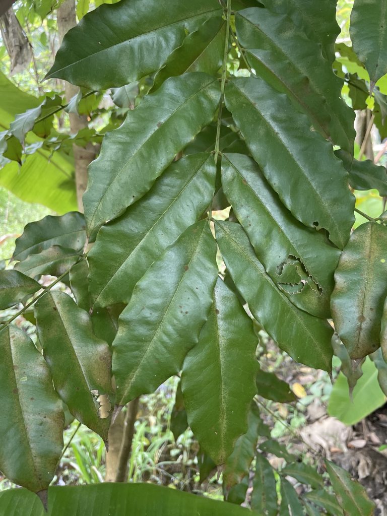 Brown Heart (Andira inermis)