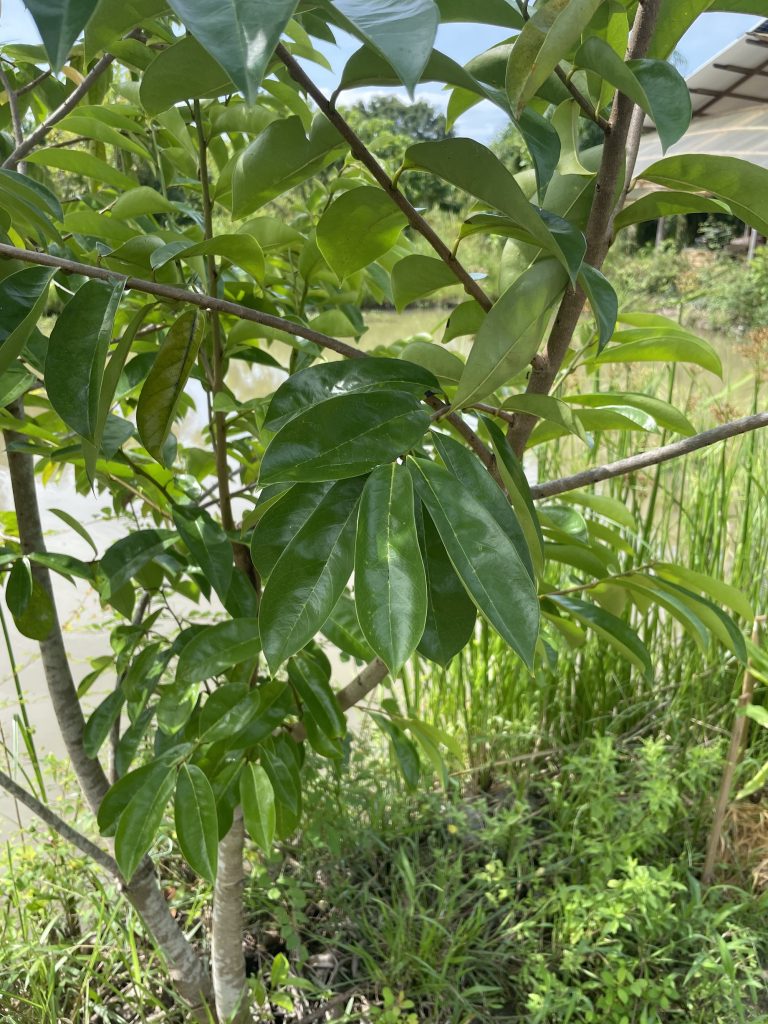 Soursop (Annona muricata)