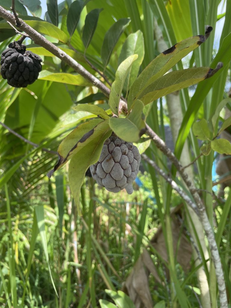Custard Apple (Annona reticulata)