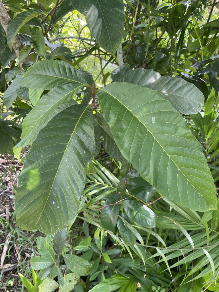 Monkey Fruit (Artocarpus lacucha)