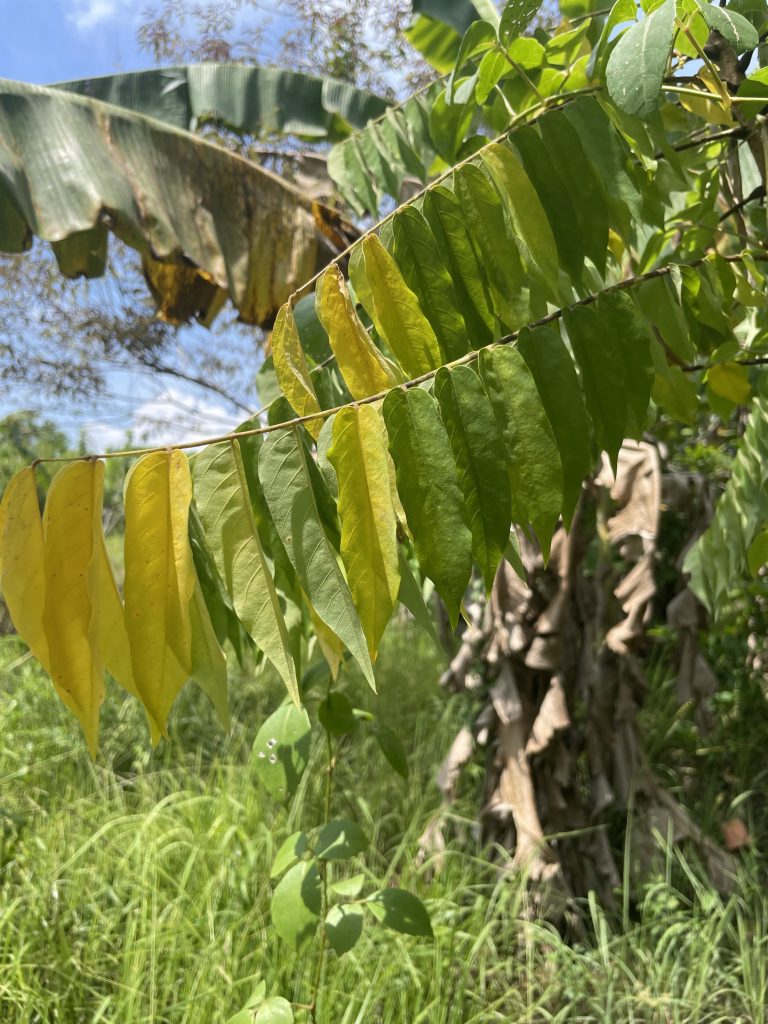 Belimbing Buluh (Averrhoa bilimbi)