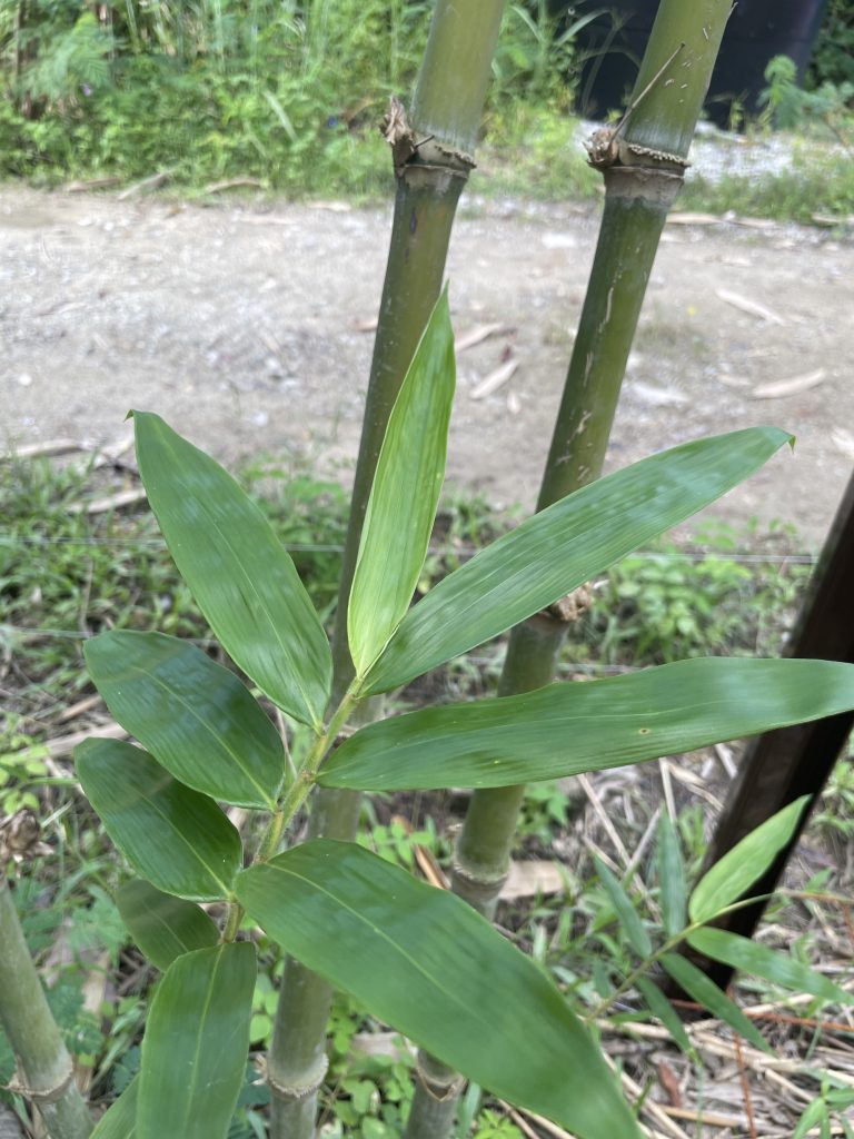Bamboo (Bambusoideae spp.)