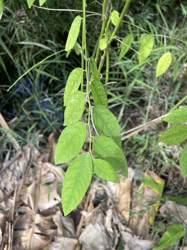 Katuk (Breynia androgyna)