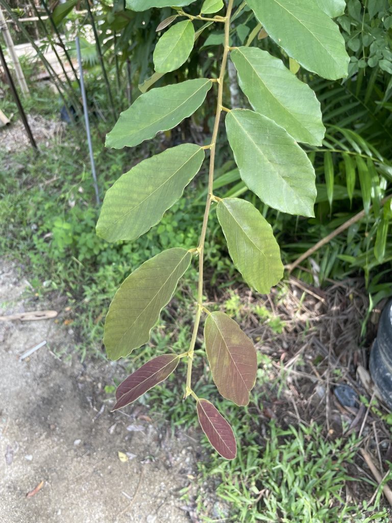 Indian Bridelia (Bridelia stipularis)