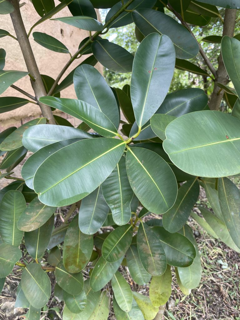 Indian Laurel (Calophyllum inophyllum L.)