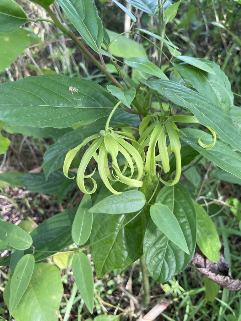 Ylang Ylang (Cananga odorata)