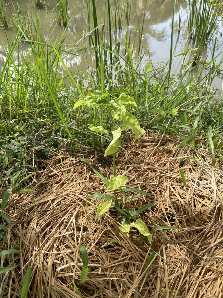 Red Chili (Capsicum frutescens)