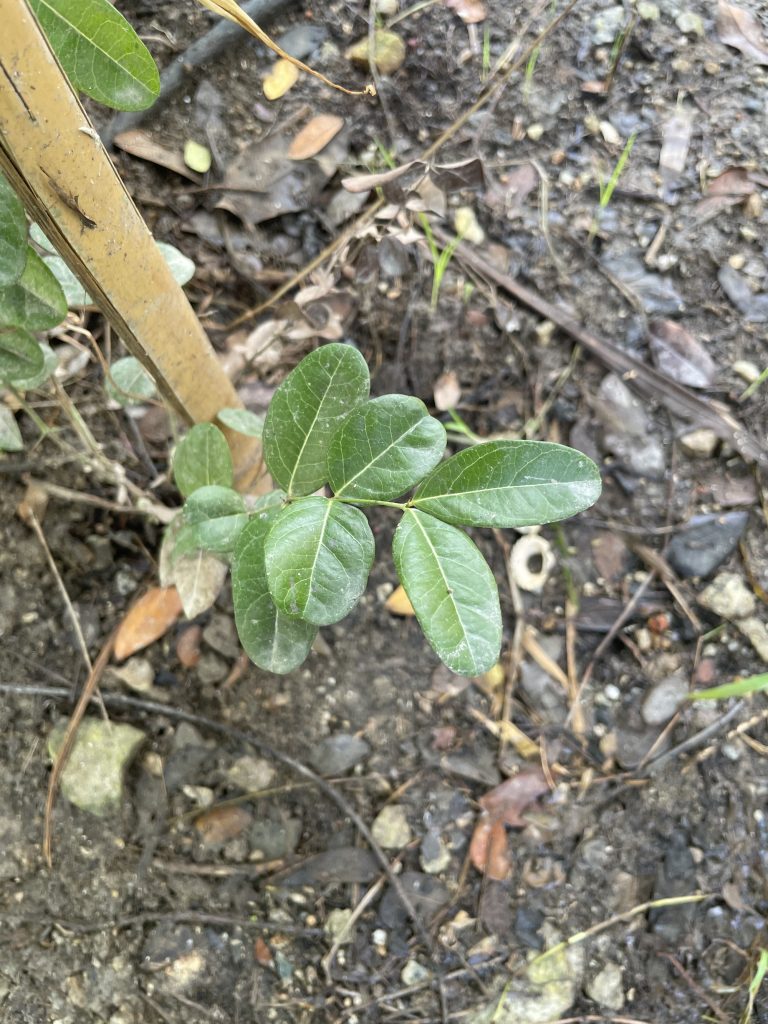 Bengal Currant (Carissa carandas)