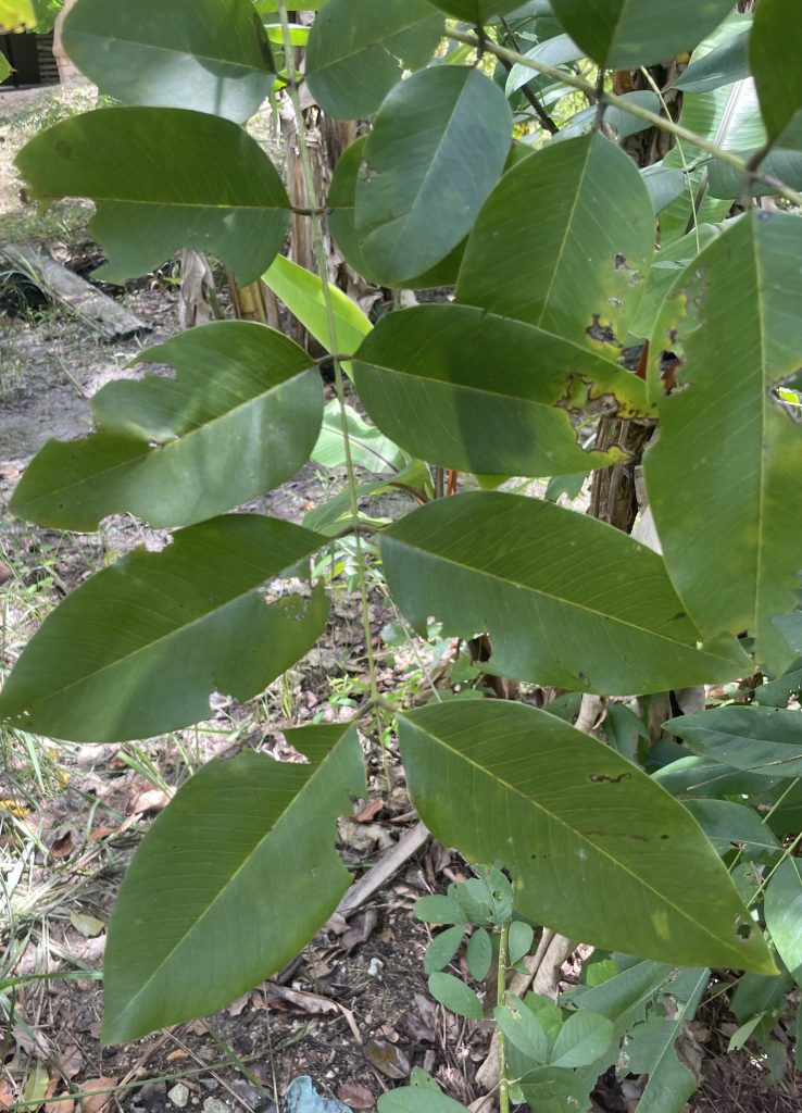 Golden Shower (Cassia fistula)