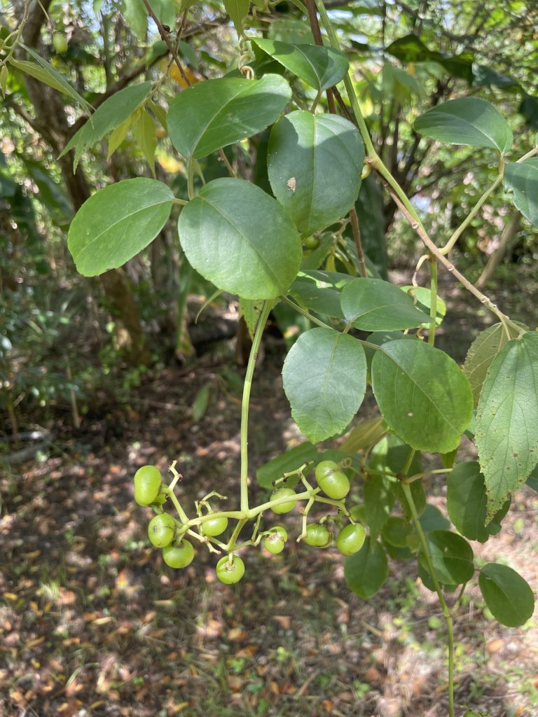 Three-Leaved Wild Vine (Causonis trifolia)