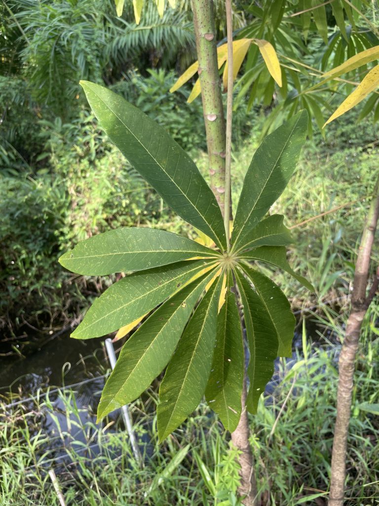 Kapok Tree (Ceiba pentandra)