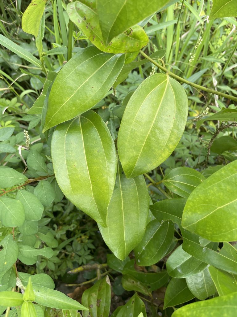 Ceylon Cinnamon (Cinnamomum verum)