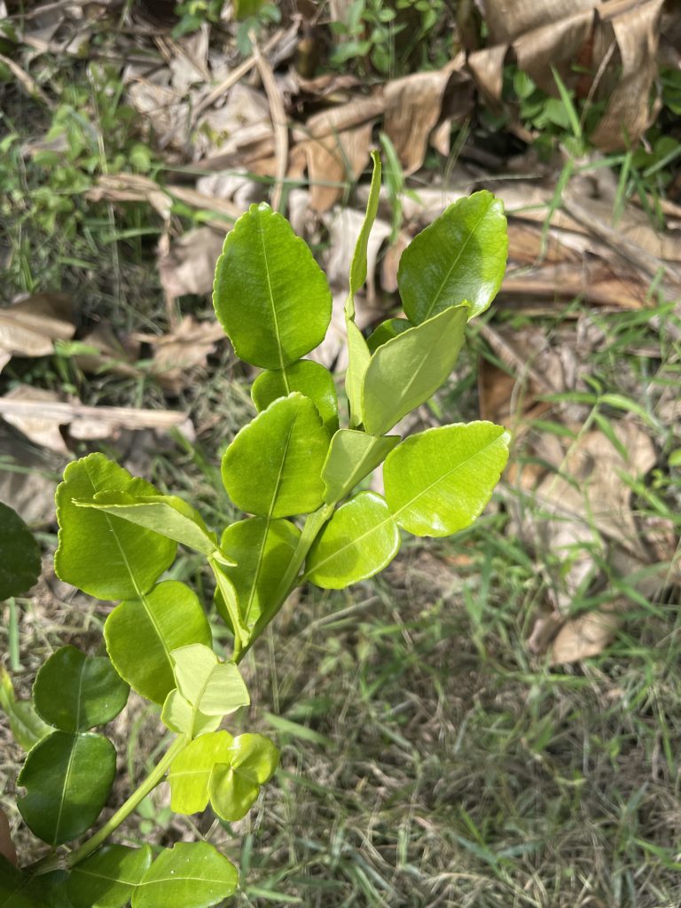 Kaffir Lime (Citrus hystrix)