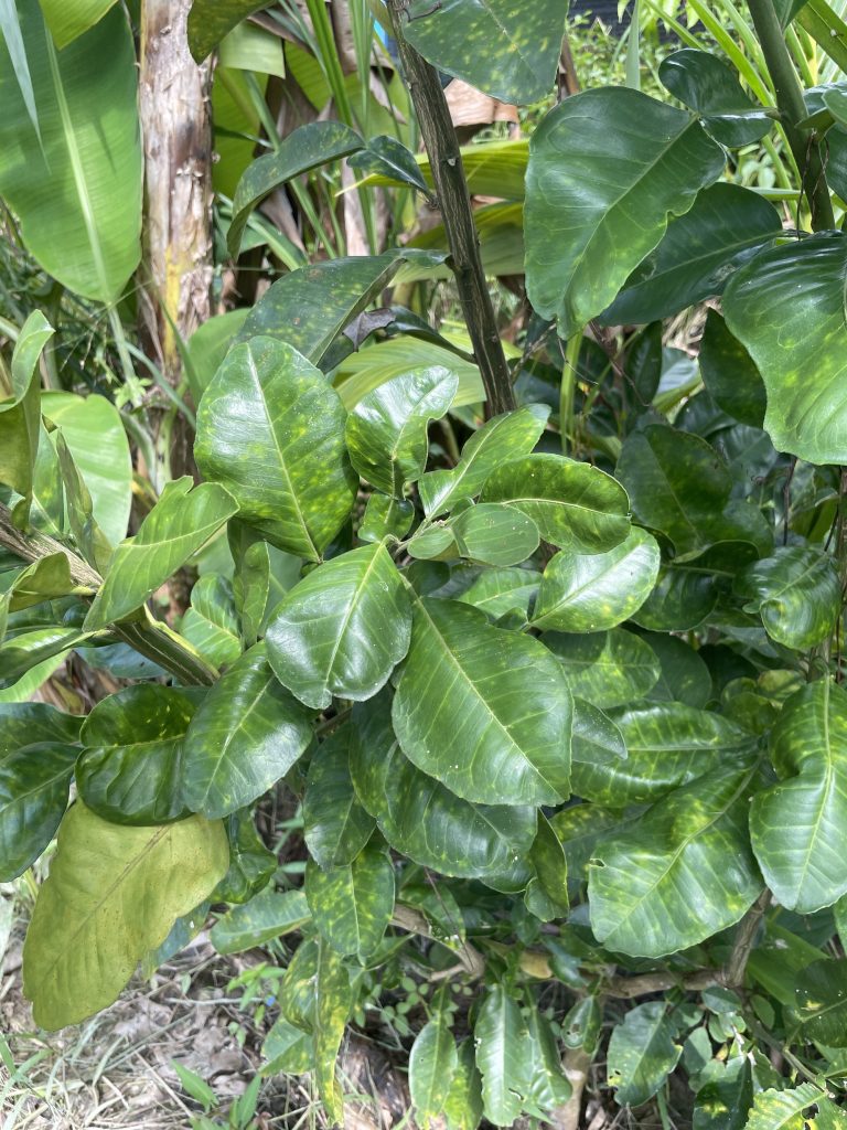 White Pomelo (Citrus maxima)