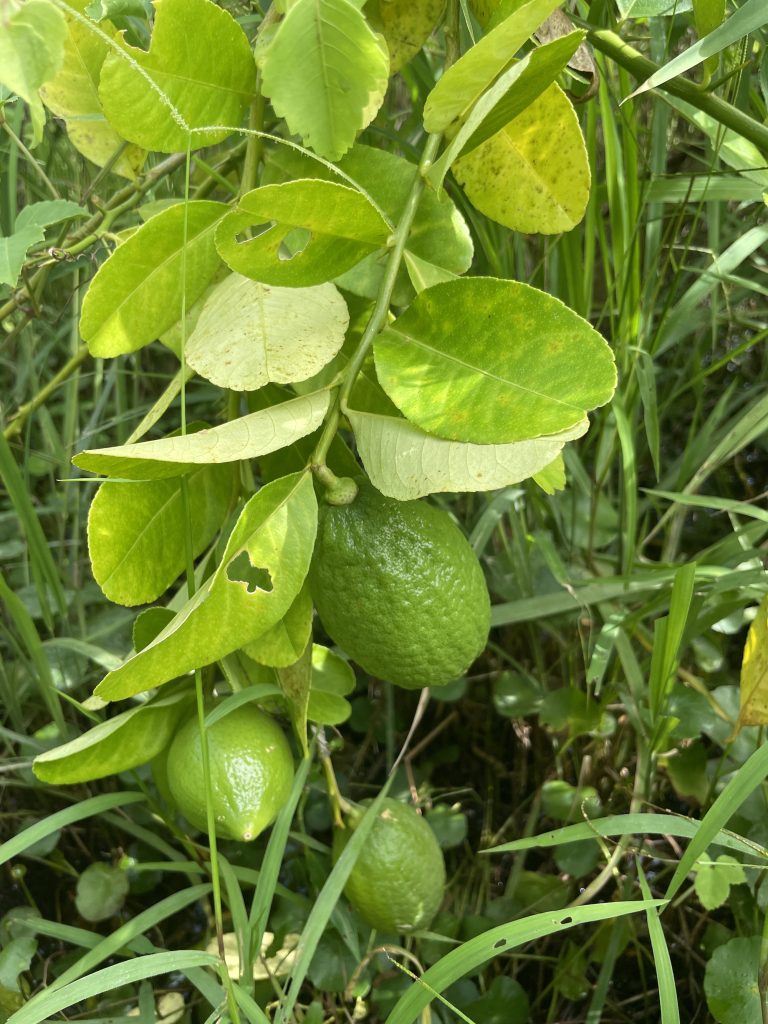 Lemon (Citrus × limon)