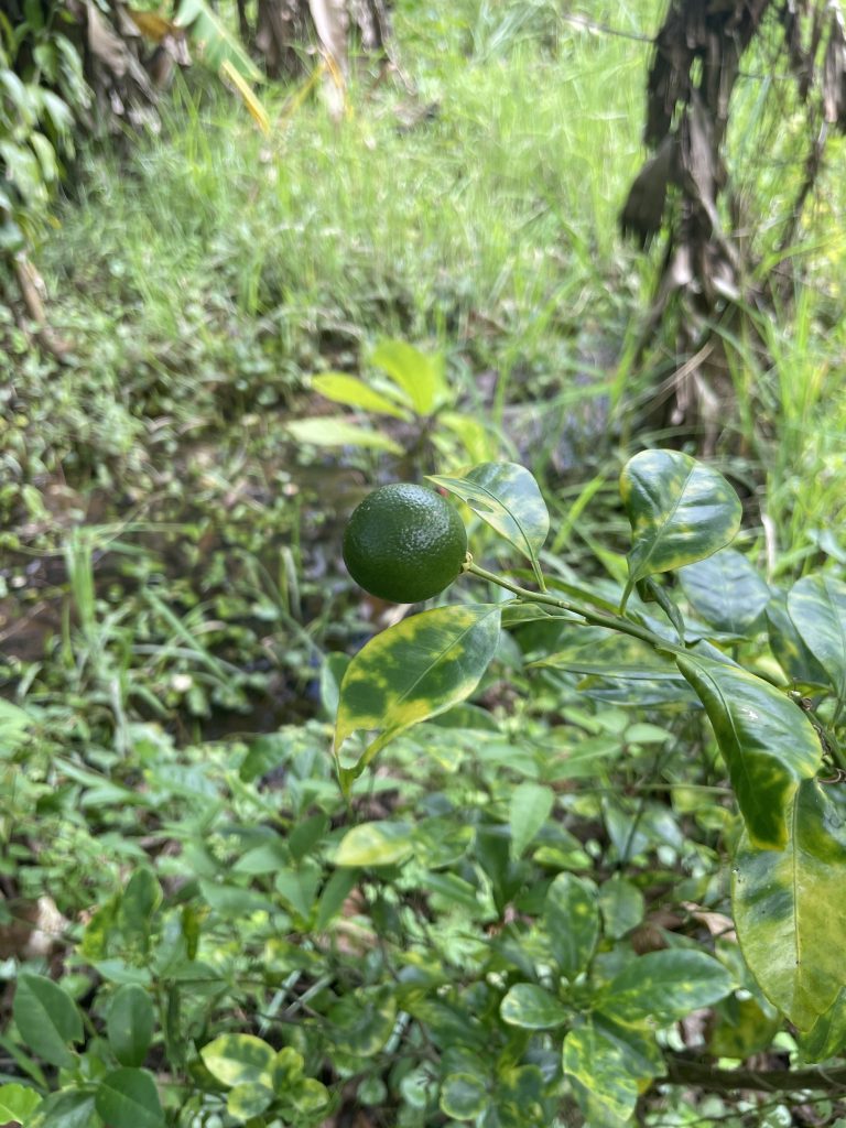 Calamansi (Citrus × microcarpa)