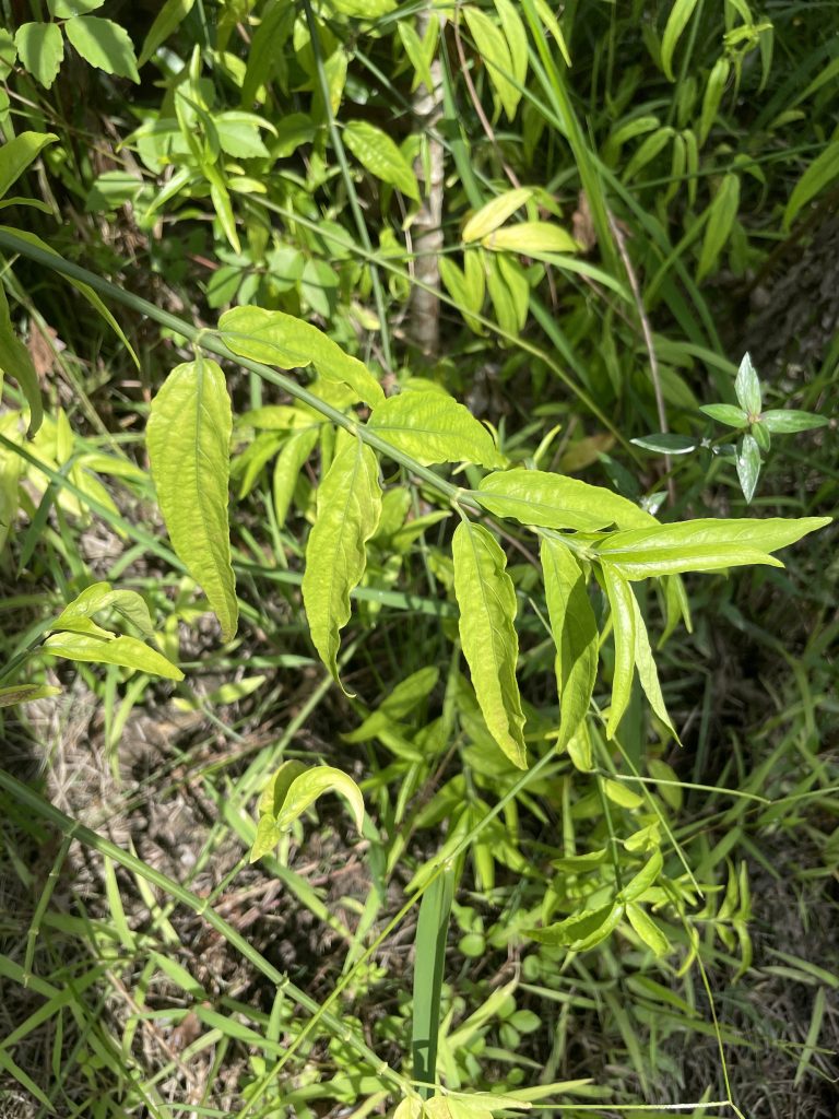 Sabah Snake Grass (Clinacanthus nutans)