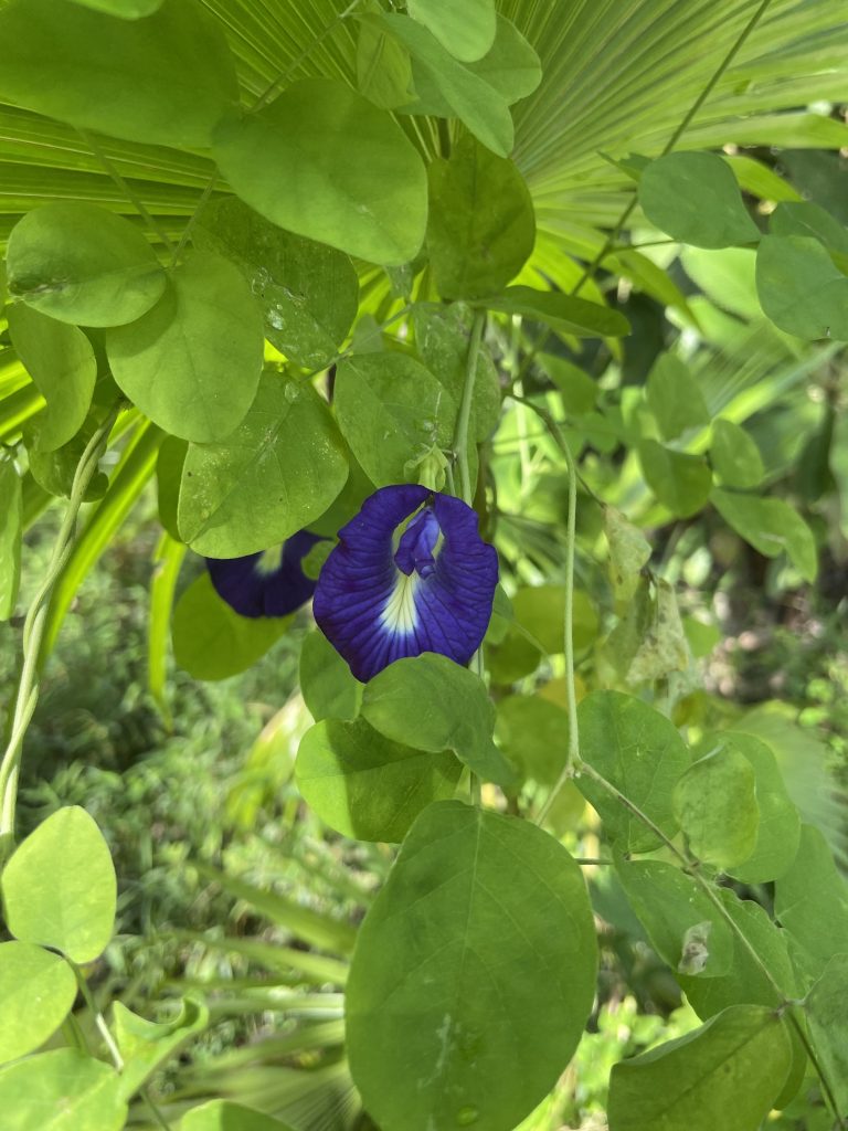 Butterfly Pea (Clitoria ternatea)