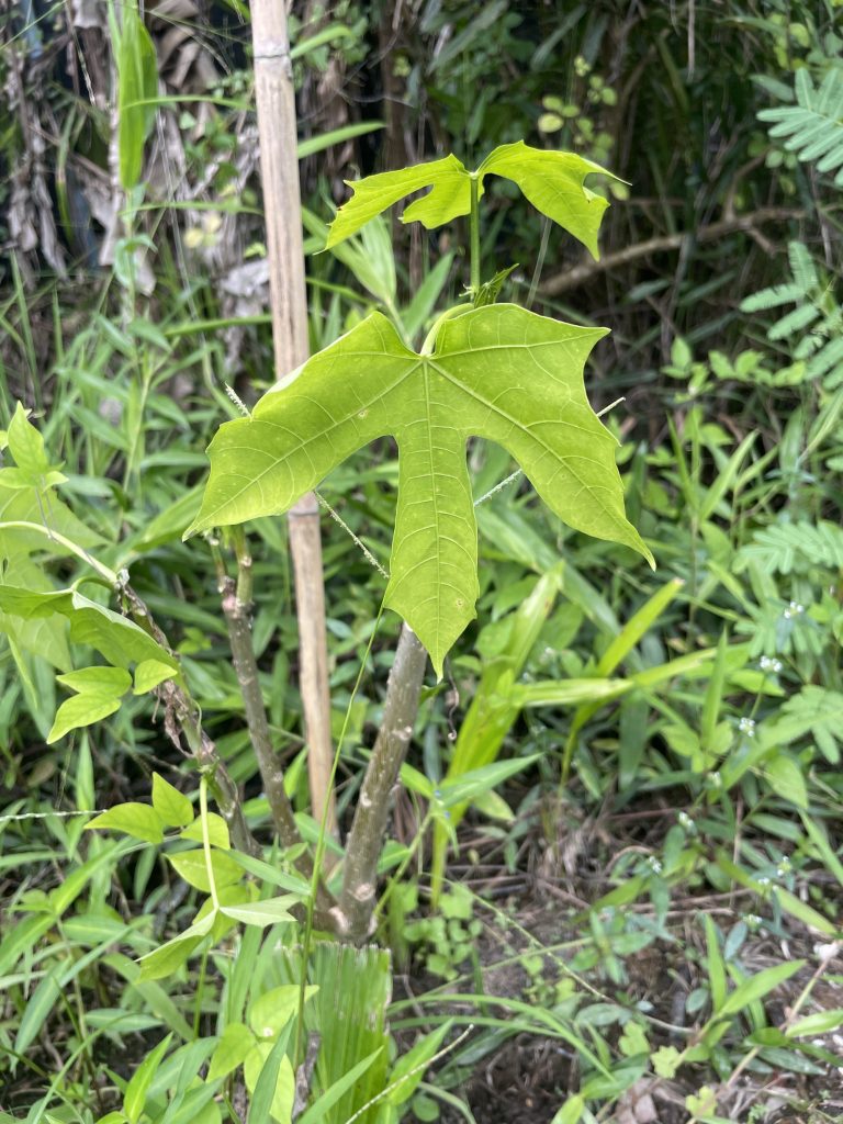 Chaya (Cnidoscolus aconitifolius)