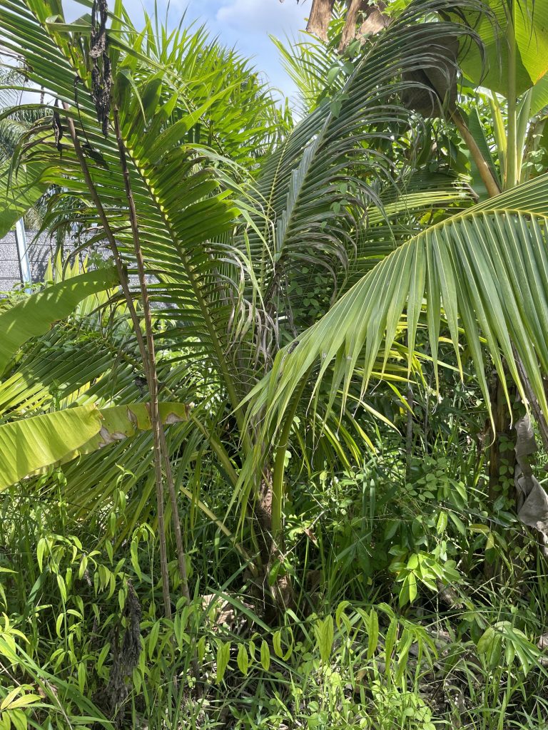 Coconut Mantap (Cocos nucifera spp.)