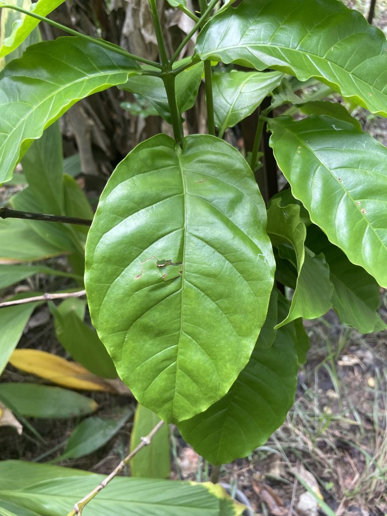 Arabica Coffee (Coffea arabica)