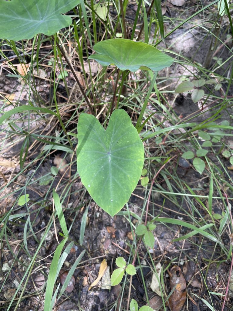 Taro (Colocasia esculenta)