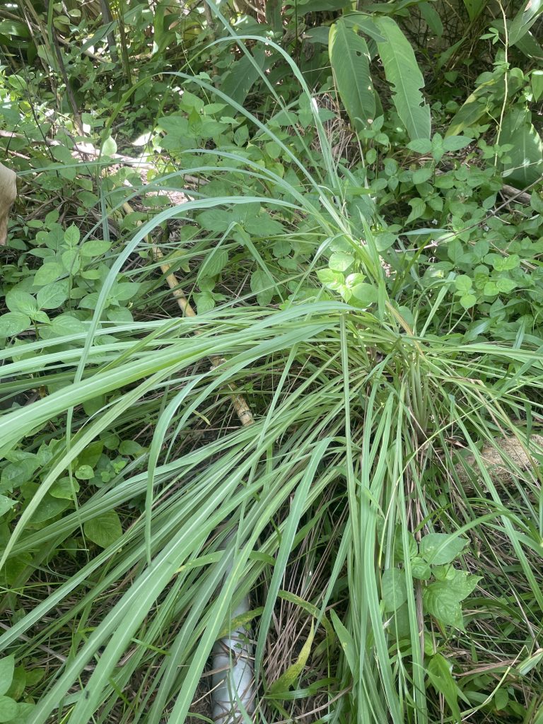 Lemongrass (Cymbopogon citratus)