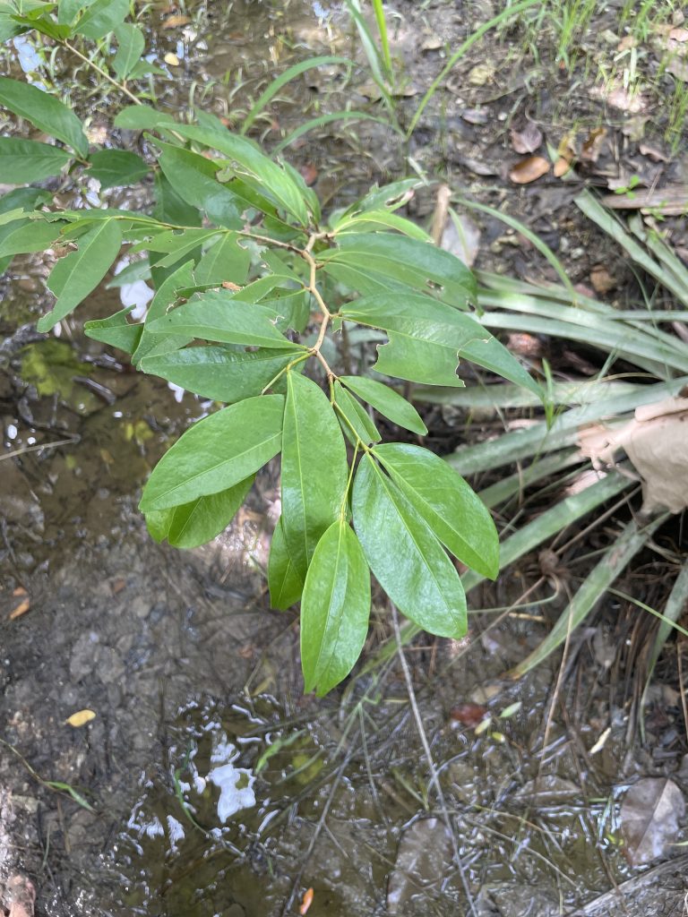 Namnam (Cynometra cauliflora)
