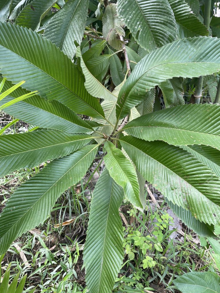 Elephant Apple (Dillenia indica L.)