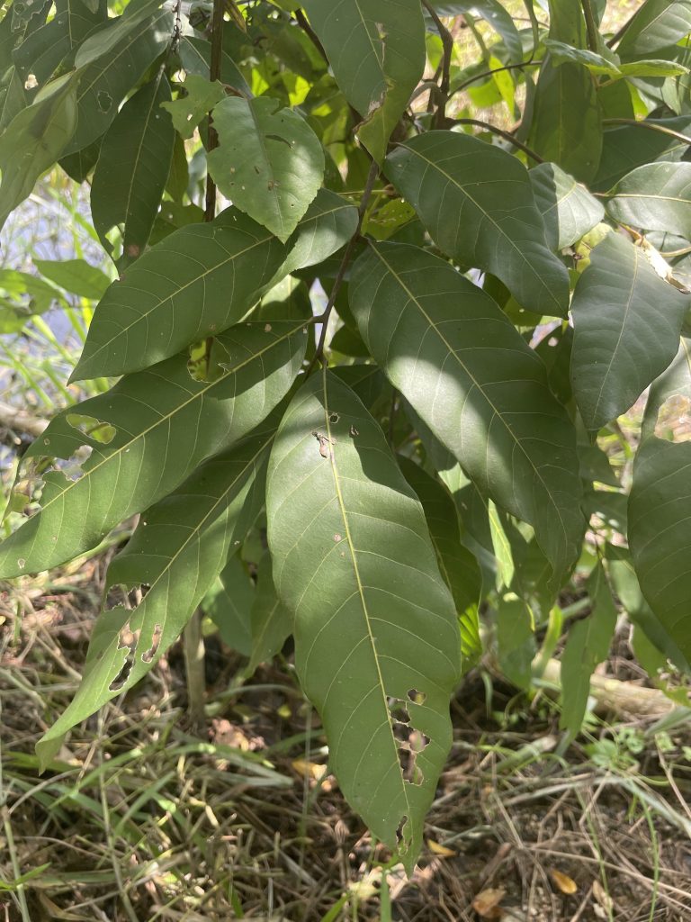 Longan (Dimocarpus longan)