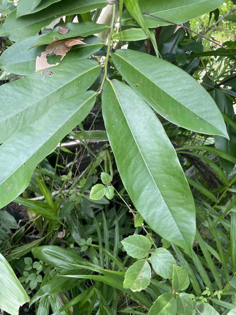Ebony (Diospyros ebenum)