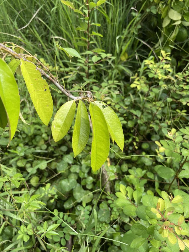 Durian Pulu (Durio kutejensis)