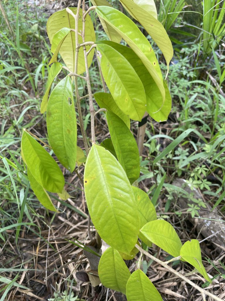 Wild Durian (Durio spp.)