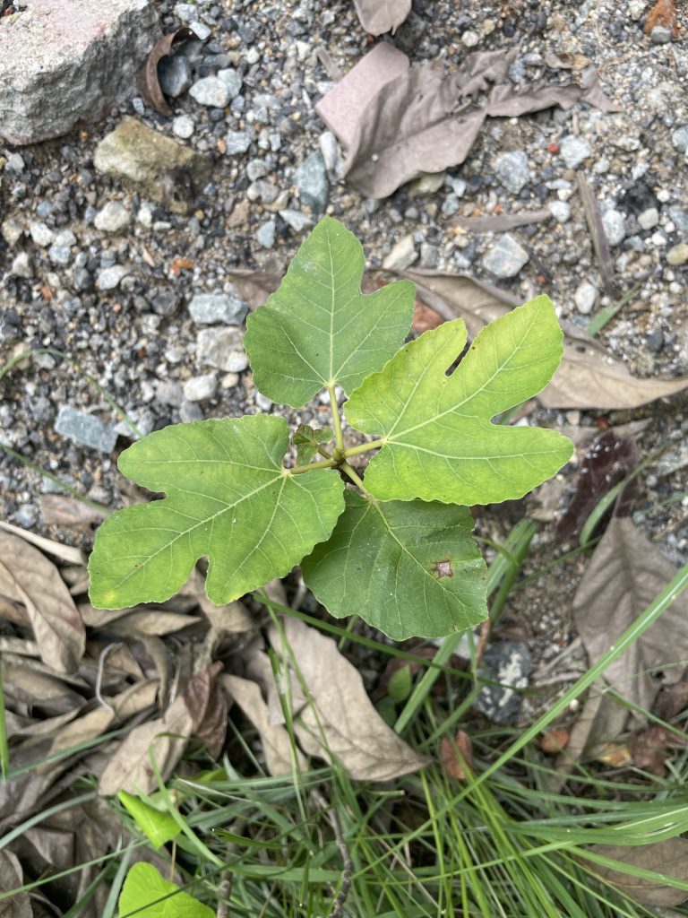 Fig (Ficus carica)