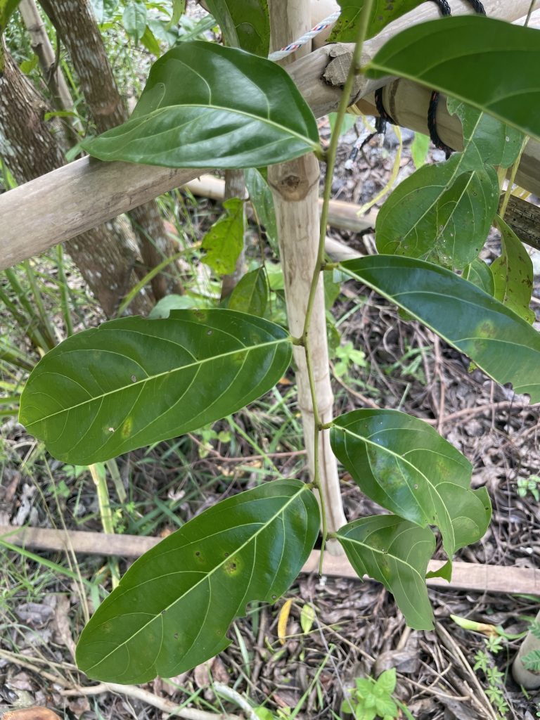 Umbrella Cheese Tree (Glochidion zeylanicum)