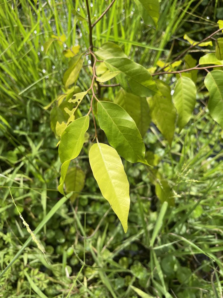Merawan Siput Jantan (Hopea odorata)