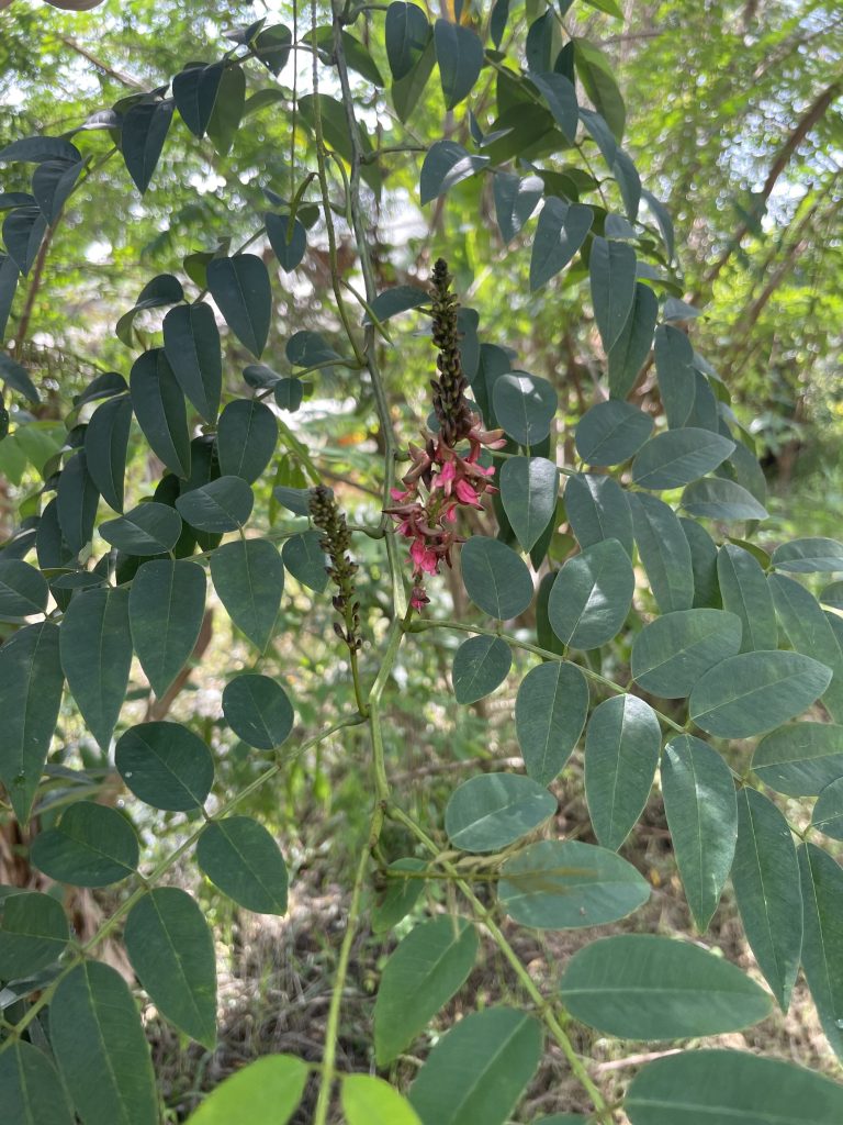 Indigo (Indigofera tinctoria)