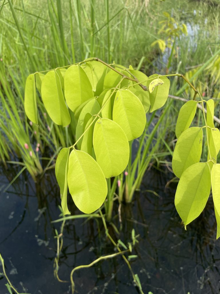 Merbau (Intsia bijuga)