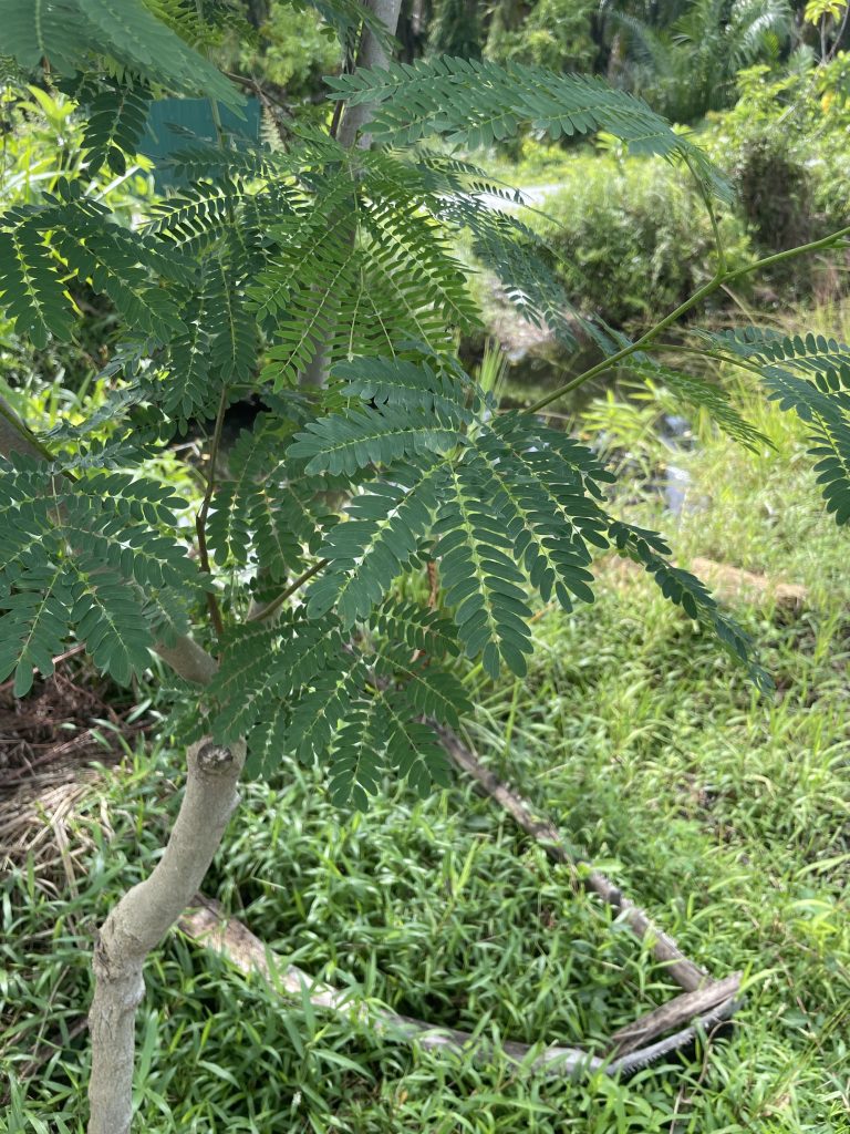 River Tamarind (Leucaena leucocephala)