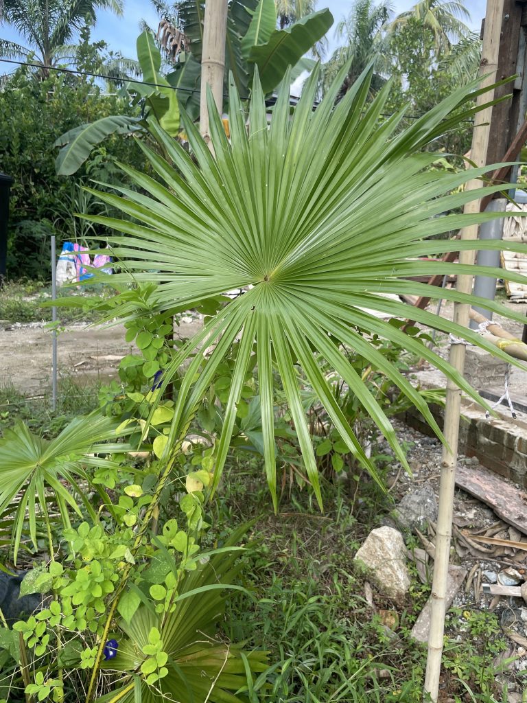 Chinese Fan Palm (Livistona chinensis)