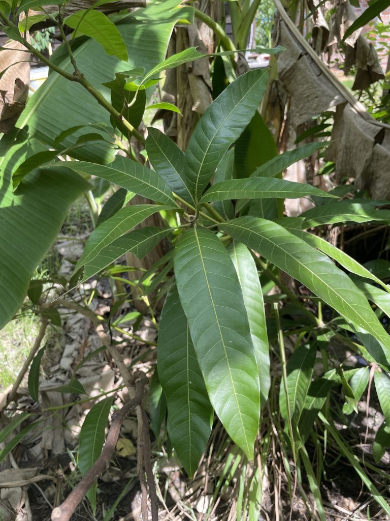 Indian Mango (Mangifera indica)