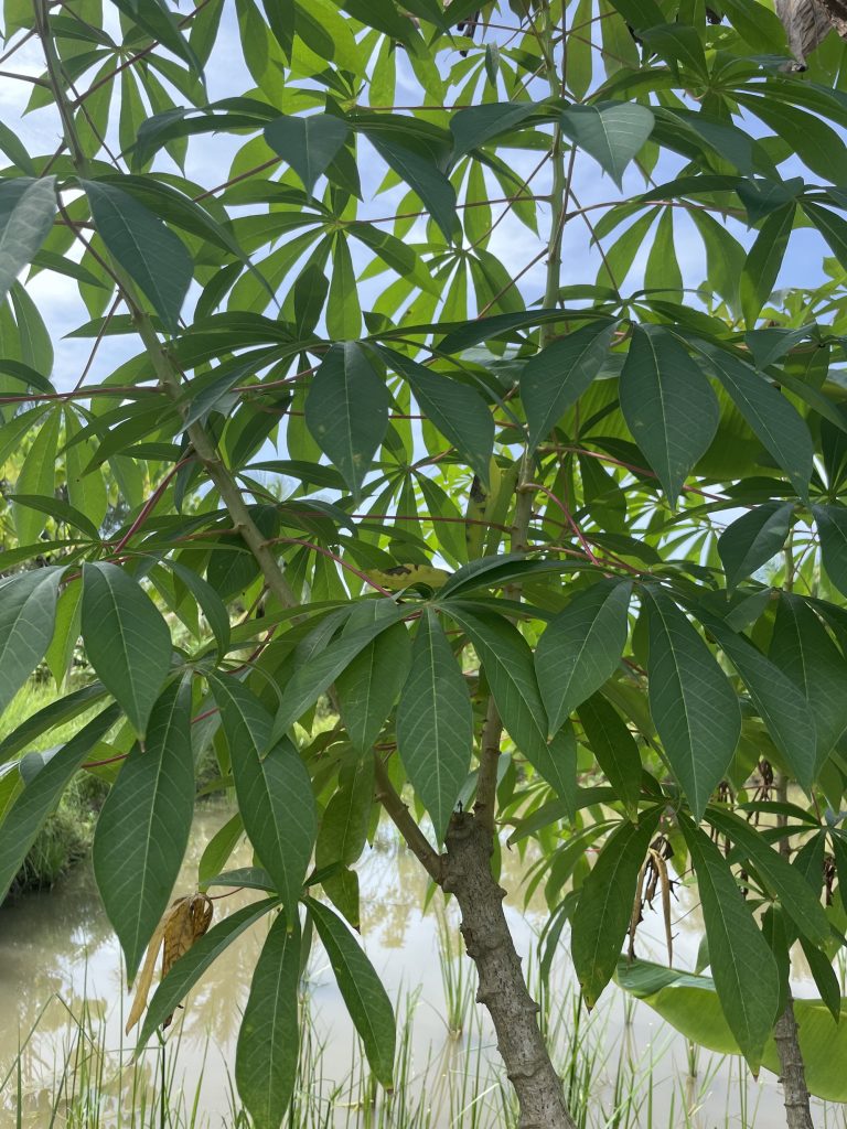 Cassava (Manihot esculenta)