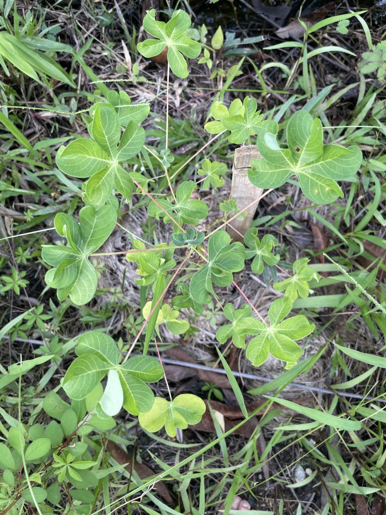 Curly Leaf Cassava (Manihot esculenta)